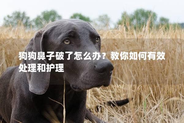 狗狗鼻子破了怎么办？教你如何有效处理和护理