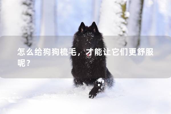 怎么给狗狗梳毛，才能让它们更舒服呢？