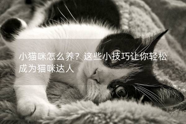 小猫咪怎么养？这些小技巧让你轻松成为猫咪达人