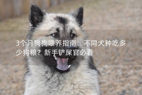 3个月狗狗喂养指南：不同犬种吃多少狗粮？新手铲屎官必看