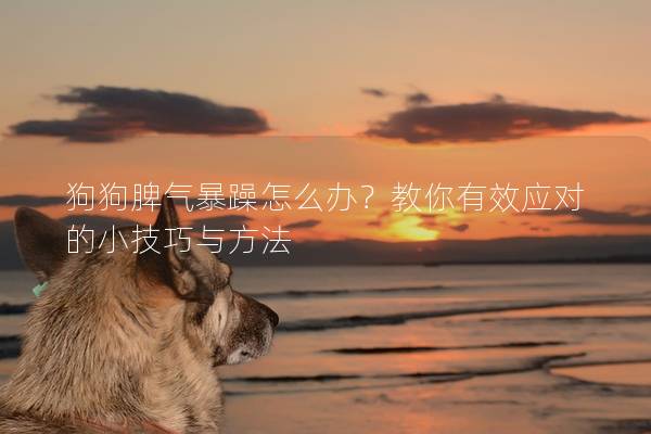 狗狗脾气暴躁怎么办？教你有效应对的小技巧与方法