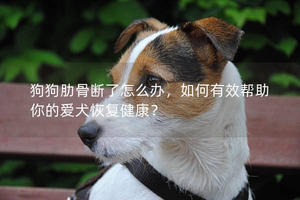 狗狗肋骨断了怎么办，如何有效帮助你的爱犬恢复健康？