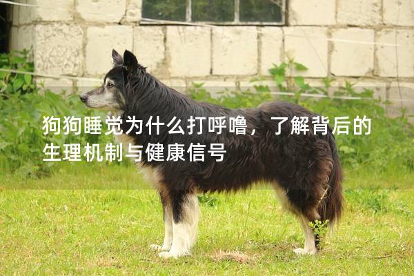 狗狗睡觉为什么打呼噜，了解背后的生理机制与健康信号