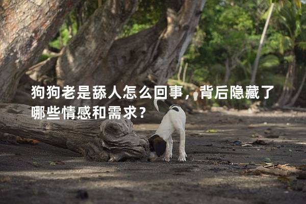 狗狗老是舔人怎么回事，背后隐藏了哪些情感和需求？