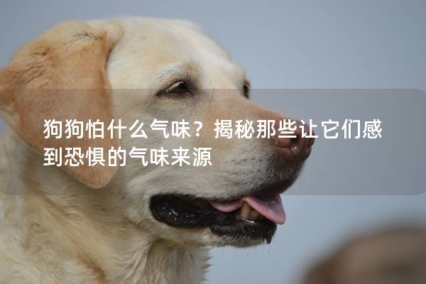 狗狗怕什么气味？揭秘那些让它们感到恐惧的气味来源