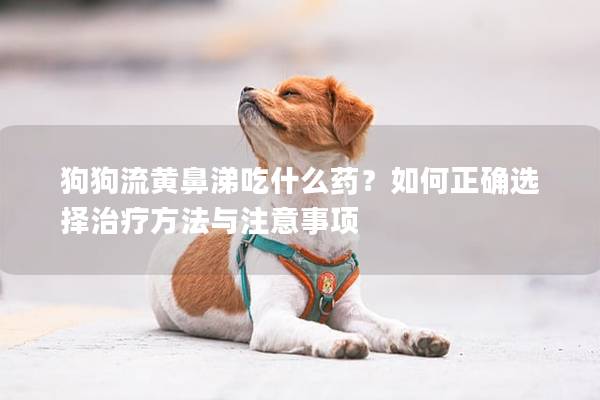 狗狗流黄鼻涕吃什么药？如何正确选择治疗方法与注意事项