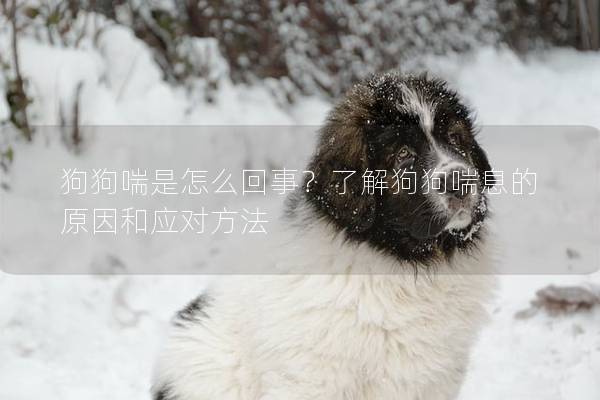 狗狗喘是怎么回事？了解狗狗喘息的原因和应对方法