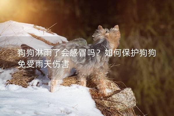 狗狗淋雨了会感冒吗？如何保护狗狗免受雨天伤害