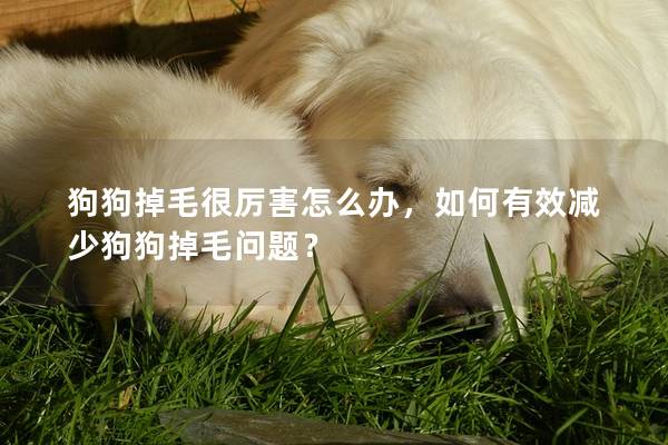 狗狗掉毛很厉害怎么办，如何有效减少狗狗掉毛问题？