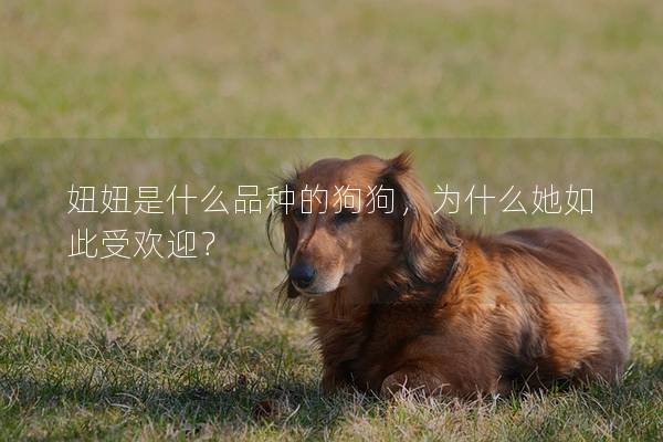 妞妞是什么品种的狗狗，为什么她如此受欢迎？