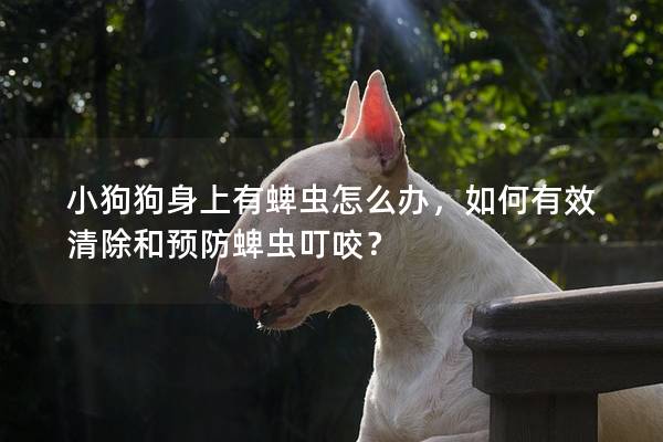 小狗狗身上有蜱虫怎么办，如何有效清除和预防蜱虫叮咬？