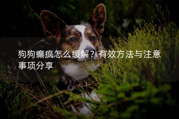 狗狗癫疯怎么缓解？有效方法与注意事项分享