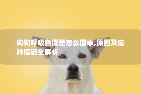 狗狗呼吸急促是怎么回事,原因及应对措施全解析