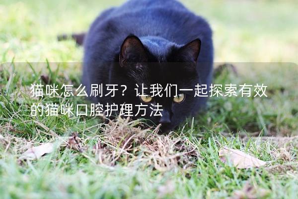 猫咪怎么刷牙？让我们一起探索有效的猫咪口腔护理方法