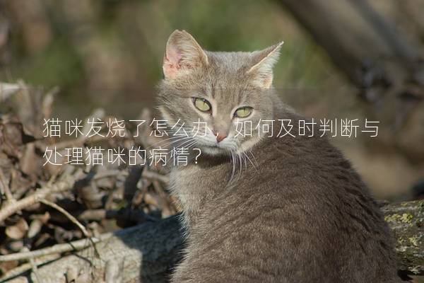 猫咪发烧了怎么办，如何及时判断与处理猫咪的病情？