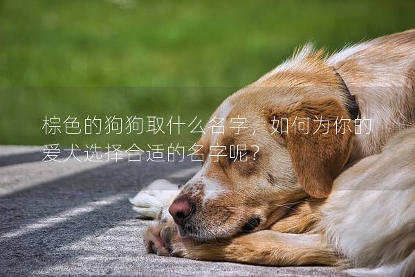 棕色的狗狗取什么名字，如何为你的爱犬选择合适的名字呢？