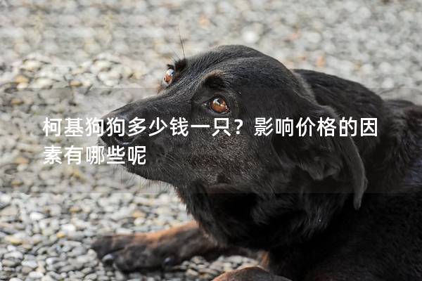 柯基狗狗多少钱一只？影响价格的因素有哪些呢