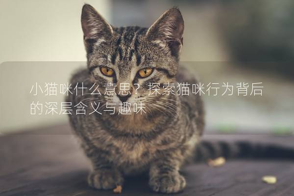 小猫咪什么意思？探索猫咪行为背后的深层含义与趣味