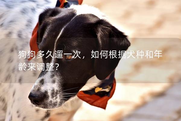 狗狗多久遛一次，如何根据犬种和年龄来调整？