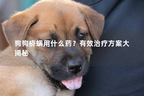 狗狗疥螨用什么药？有效治疗方案大揭秘