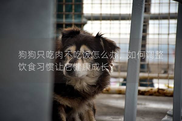 狗狗只吃肉不吃饭怎么办，如何调整饮食习惯让它健康成长？