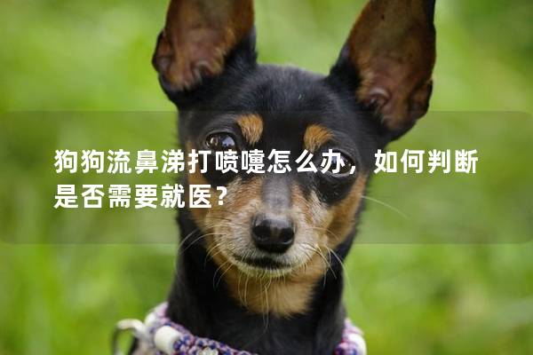 狗狗流鼻涕打喷嚏怎么办，如何判断是否需要就医？