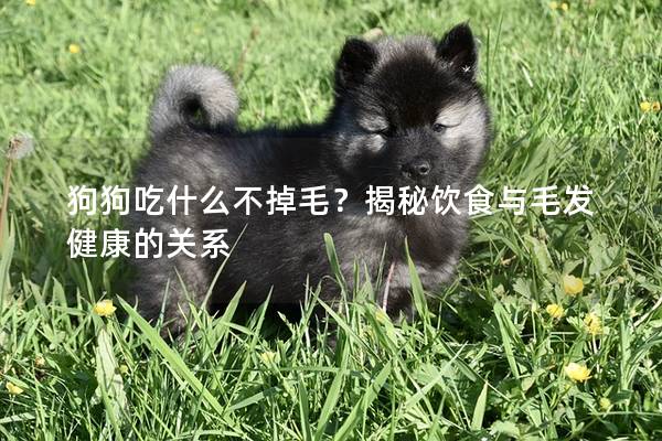 狗狗吃什么不掉毛？揭秘饮食与毛发健康的关系