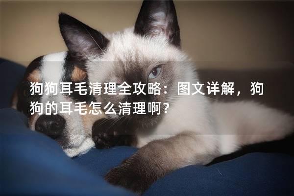 狗狗耳毛清理全攻略：图文详解，狗狗的耳毛怎么清理啊？