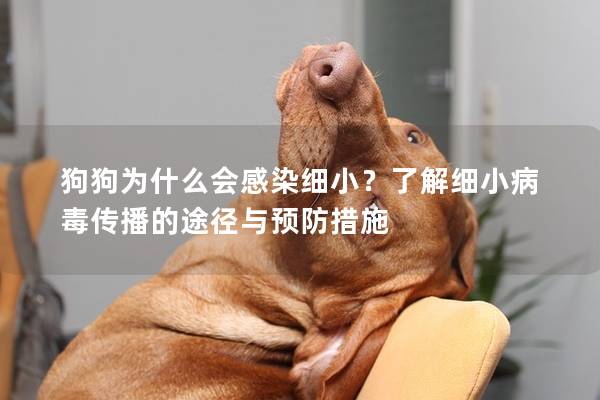 狗狗为什么会感染细小？了解细小病毒传播的途径与预防措施