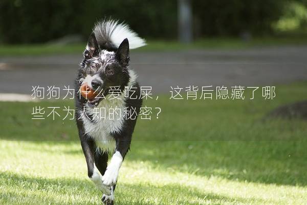 狗狗为什么爱吃屎，这背后隐藏了哪些不为人知的秘密？