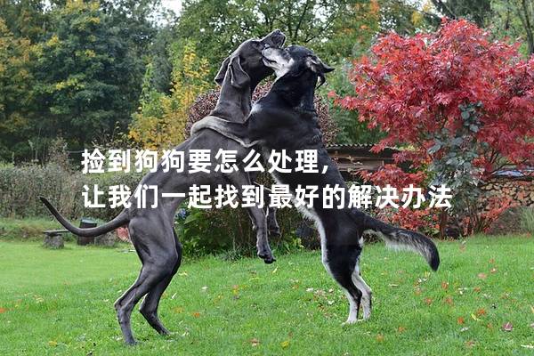 捡到狗狗要怎么处理, 让我们一起找到最好的解决办法