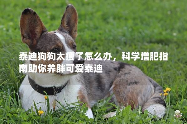 泰迪狗狗太瘦了怎么办，科学增肥指南助你养胖可爱泰迪