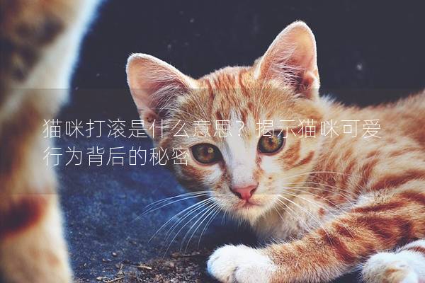 猫咪打滚是什么意思？揭示猫咪可爱行为背后的秘密