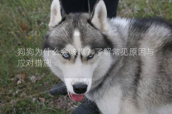 狗狗为什么会咳嗽？了解常见原因与应对措施