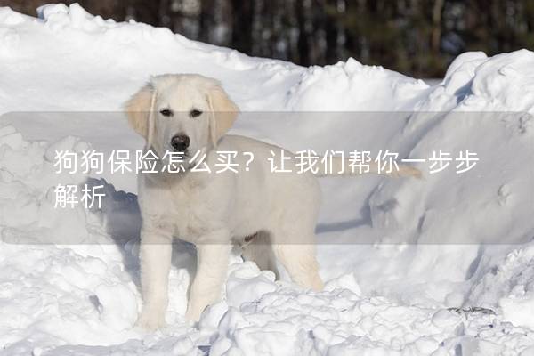 狗狗保险怎么买？让我们帮你一步步解析