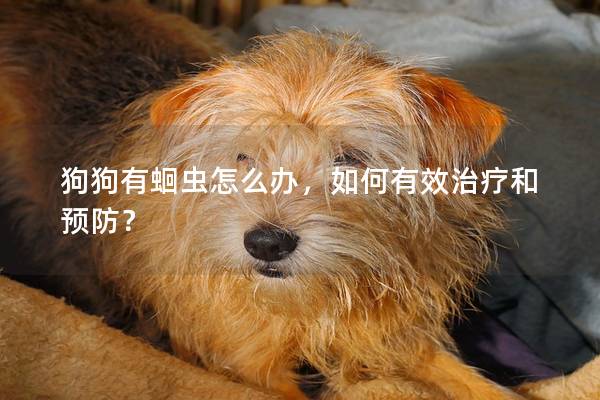 狗狗有蛔虫怎么办，如何有效治疗和预防？