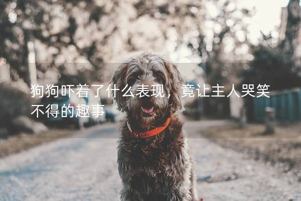 狗狗吓着了什么表现，竟让主人哭笑不得的趣事