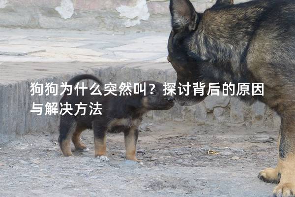 狗狗为什么突然叫？探讨背后的原因与解决方法