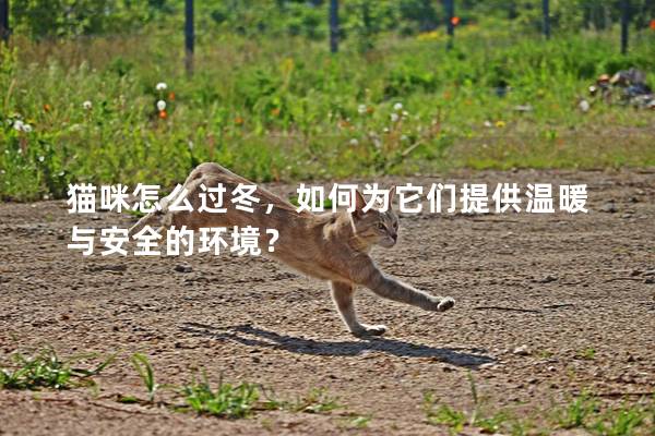 猫咪怎么过冬，如何为它们提供温暖与安全的环境？