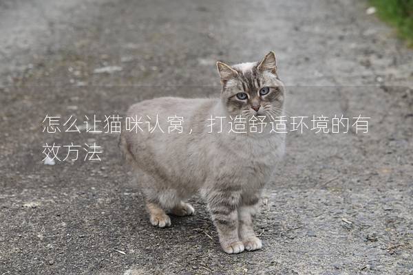 怎么让猫咪认窝，打造舒适环境的有效方法