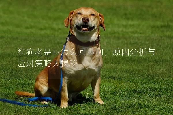 狗狗老是叫怎么回事啊，原因分析与应对策略大揭秘