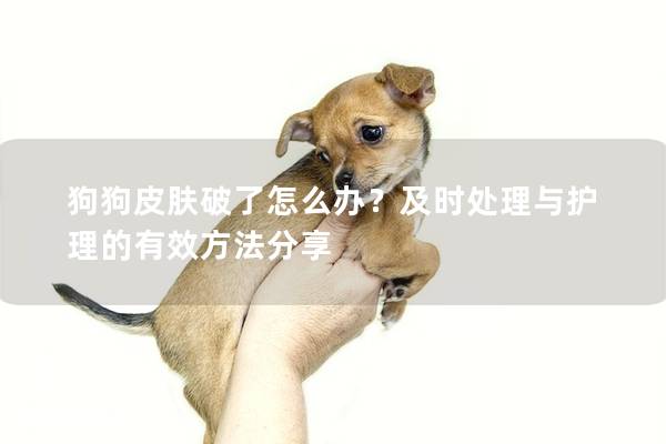 狗狗皮肤破了怎么办？及时处理与护理的有效方法分享