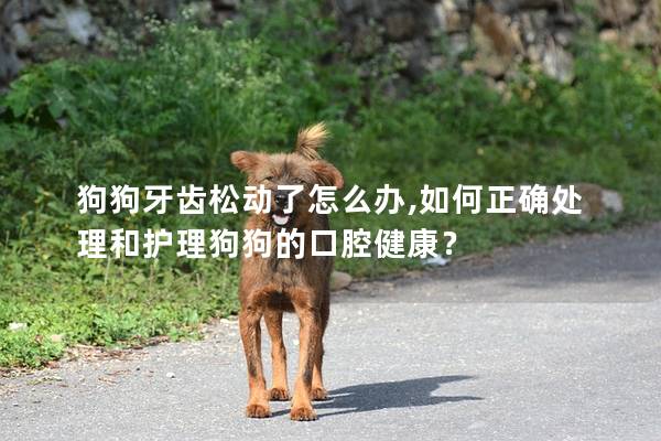 狗狗牙齿松动了怎么办,如何正确处理和护理狗狗的口腔健康？