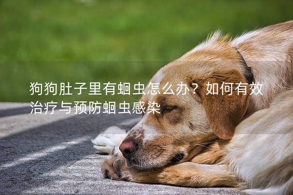 狗狗肚子里有蛔虫怎么办？如何有效治疗与预防蛔虫感染