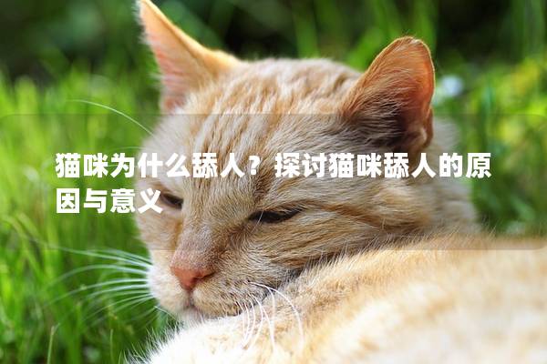 猫咪为什么舔人？探讨猫咪舔人的原因与意义