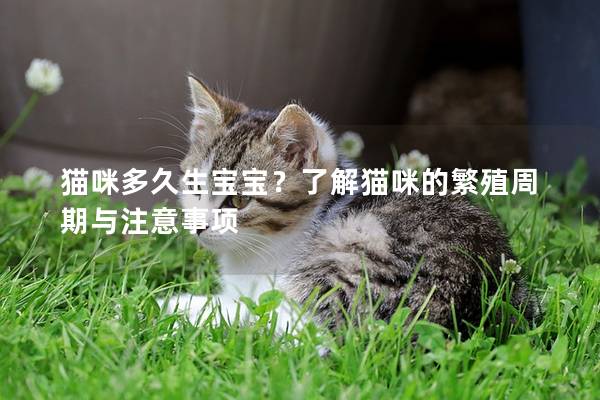猫咪多久生宝宝？了解猫咪的繁殖周期与注意事项
