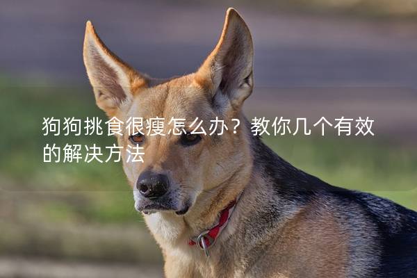 狗狗挑食很瘦怎么办？教你几个有效的解决方法