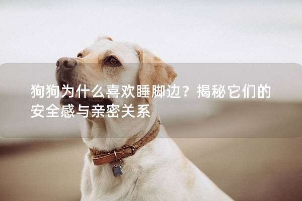 狗狗为什么喜欢睡脚边？揭秘它们的安全感与亲密关系