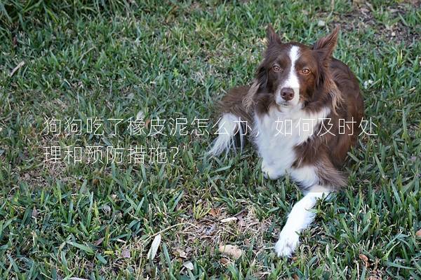狗狗吃了橡皮泥怎么办，如何及时处理和预防措施？