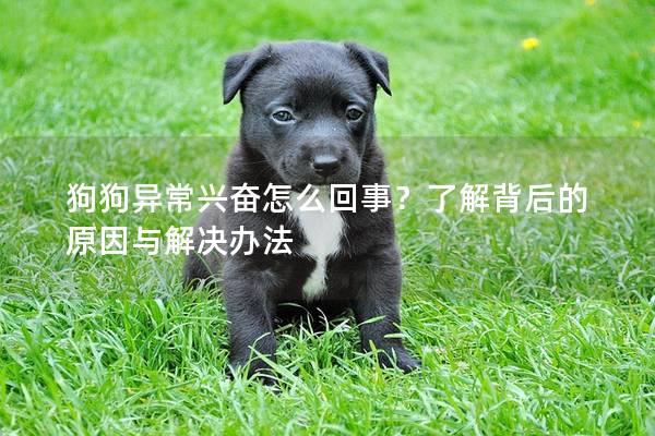 狗狗异常兴奋怎么回事？了解背后的原因与解决办法